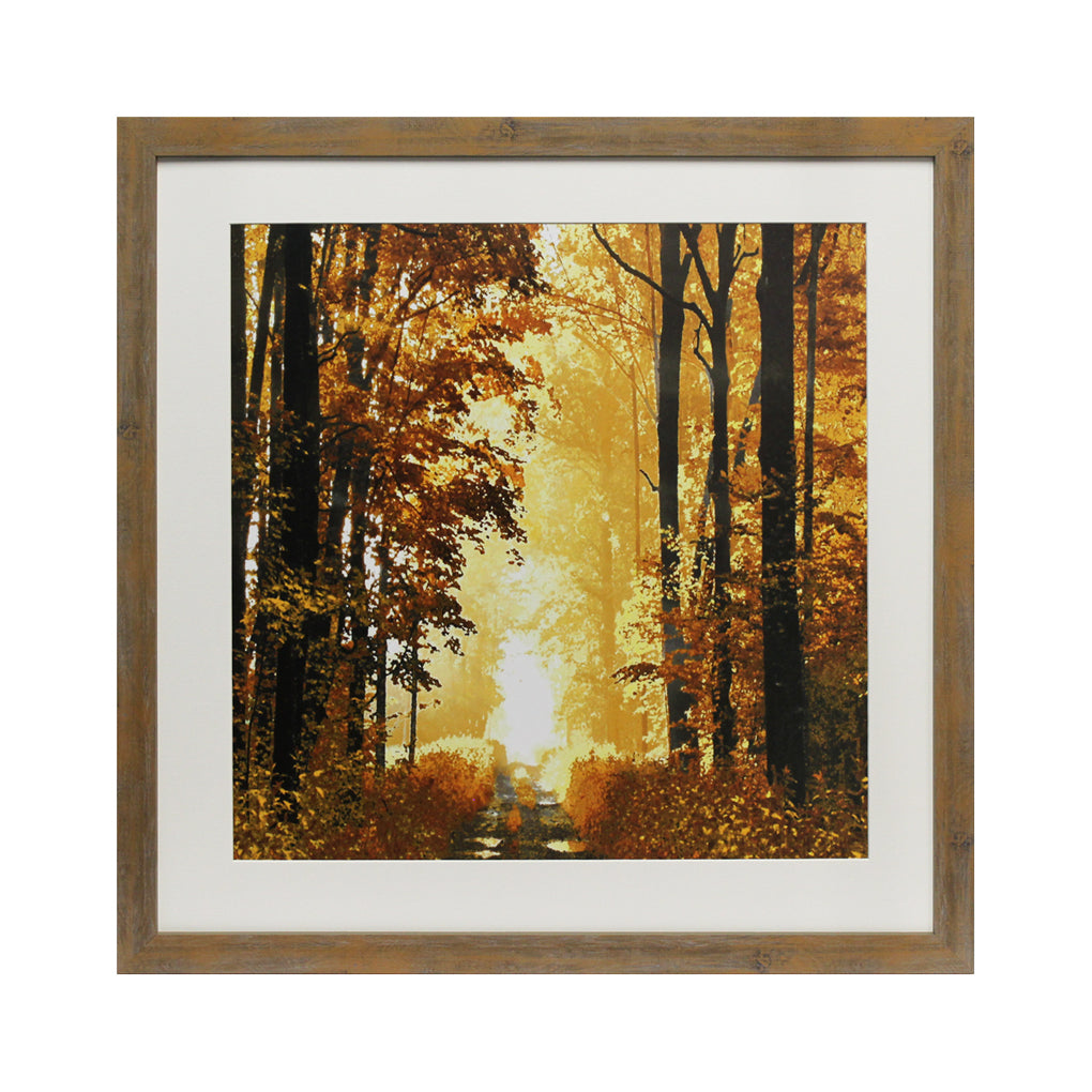 Sunlit Forest I 65x65cm