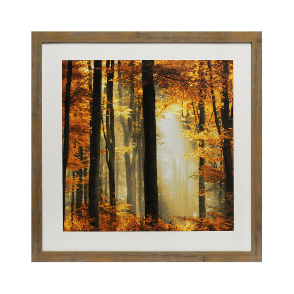 Sunlit Forest II 65x65cm