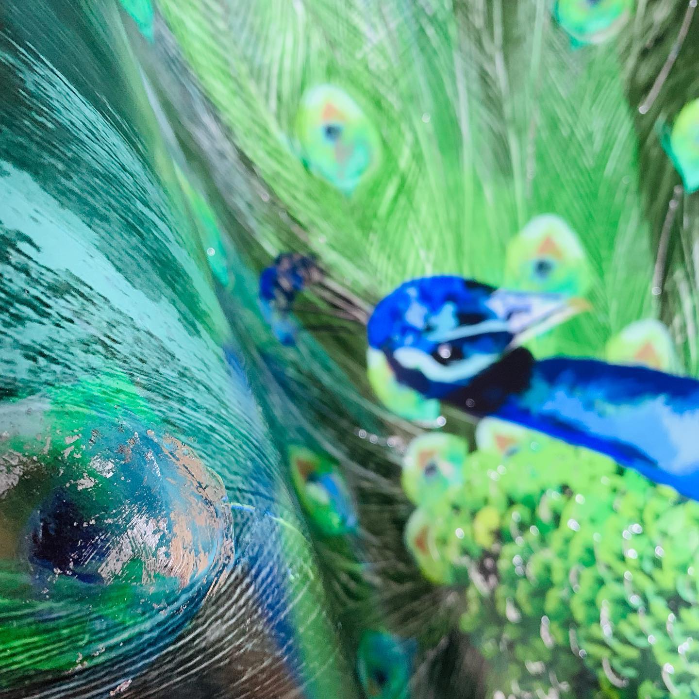Peacock Print Landscape
