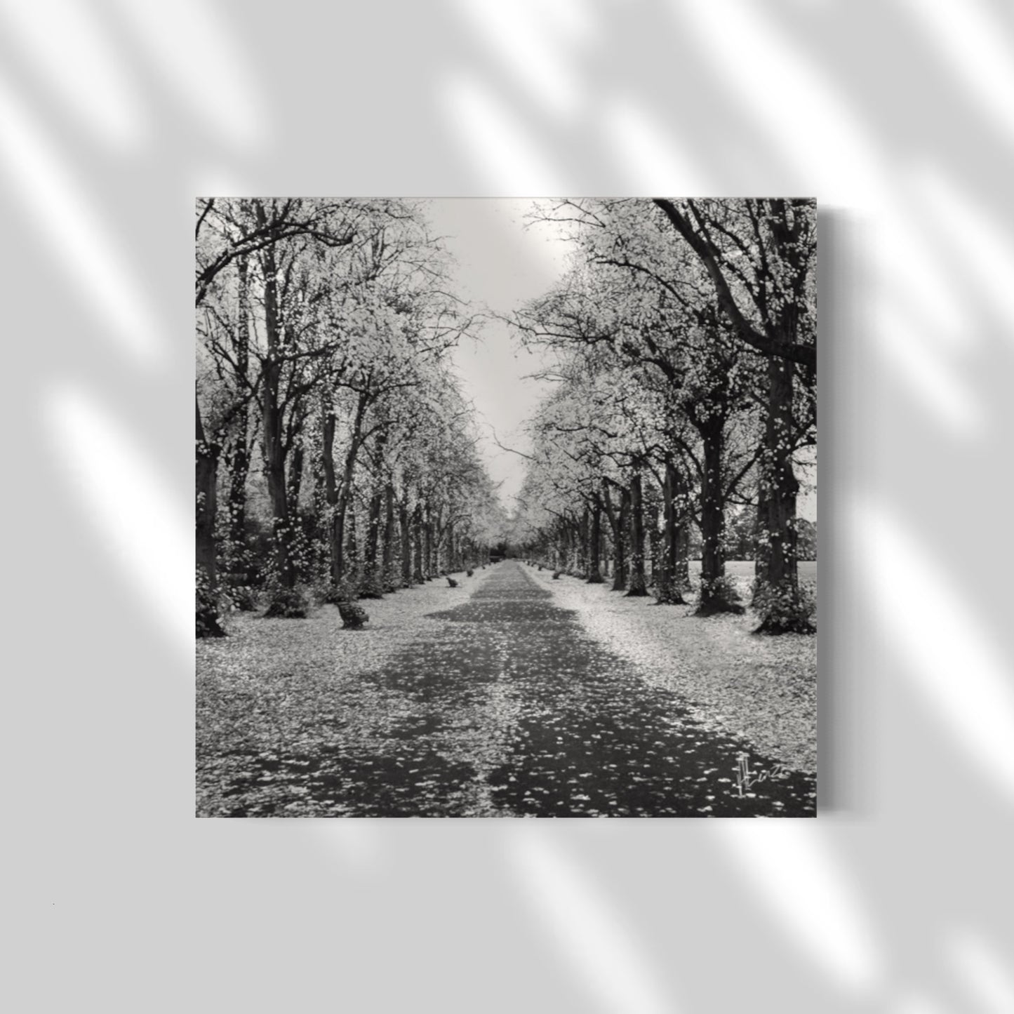 Black and White Woodland Tree Line on Canvas